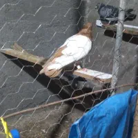 سینه زرد طوقی