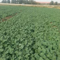 دانه روغنی کلزا|گل و گیاه طبیعی|قزوین, |دیوار