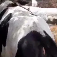 باسلام گاووگوساله