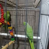 طوطی ملنگو|پرنده|بندرعباس, |دیوار