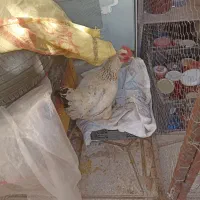 مرغ محلی تخم گذار|حیوانات مزرعه|سبزوار, زینبیه|دیوار