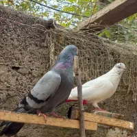 کبوتر ماده کله دم سبز