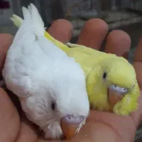 مزغ عشق هلندی