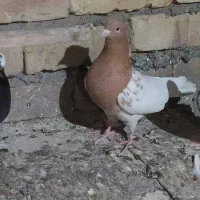 کبوتر هفت رنگ وکله زردفروشی