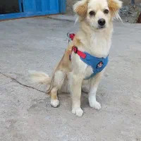 ی دختر خوب برا واگذاری