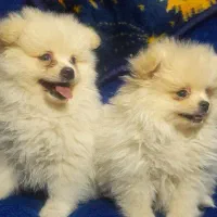 سگ پامر پامرانین پامرین|سگ|مشهد, ویلاشهر|دیوار