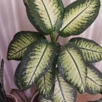 دیفن ، گوش گرگی و انواع گل زیبا و سرحال