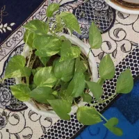 گلهای طبیعی دیفن|گل و گیاه طبیعی|ایذه, |دیوار