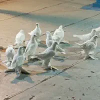 کبوتر شیرین ایاخ