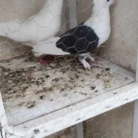 کبوتر کفتر پرشی