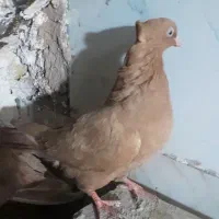 زرد معاوضه