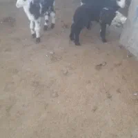 3بره ودو عدد بره لنگ جمل افشار یک عدد نر یکی ماده