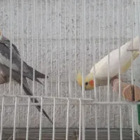 عروس هلندی مولد با تخم و لونه قفس و وسایل|پرنده|مرودشت, ژیان|دیوار