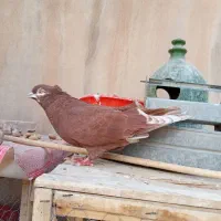 کفتر سورخ کاکلی نر ماده تیر دم سیاه|پرنده|قم, حاج زینل|دیوار