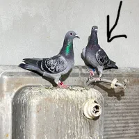 کبوتر پلاکی