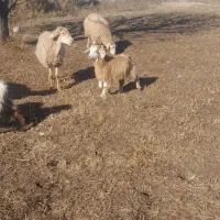 چهار تا بزغاله چاق برا قربانی و برا نگهداری|حیوانات مزرعه|مشگین شهر, |دیوار