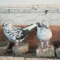 کفتر مایه و پرشی