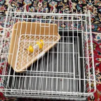 قفسه خرگوش نو نو