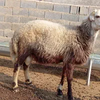 بره قوچی|حیوانات مزرعه|انبارآلوم, |دیوار