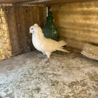 کبوتران همه یکجا دونه ای ۴۰۰ هزارتومان