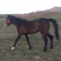 کره اسب مادیون