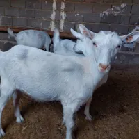 بز سانن اصیل ۸ ماهه آماده برای جفت‌گیری|حیوانات مزرعه|تهران, سعیدآباد|دیوار