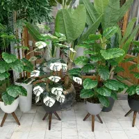 گل انجیری 18 برگ با گلدان فی 600|گل و گیاه طبیعی|کرمانشاه, |دیوار