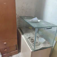 اکواریوم