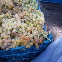 فروش نهال ریشه دار انگور تضمینی|حراج|تاکستان, |دیوار