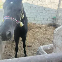 اسب. مادیون|اسب و تجهیزات اسبسواری|دره شهر, |دیوار