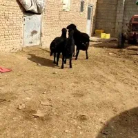 سلام|حیوانات مزرعه|لیلان, |دیوار