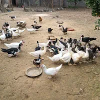 فروش اردک نر و ماده|حیوانات مزرعه|آمل, |دیوار