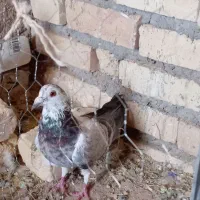 3 عدد کفتر معاوضه