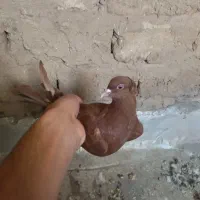 کفتر.|پرنده|قم, شهرک امام حسین|دیوار