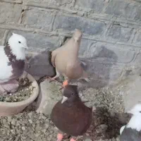 38تا کفتر رنگه دم سفید طوقی ساده .زرد سرخ|پرنده|تربتحیدریه, کلاته توکلی|دیوار