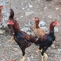خروس و مرغ لاری ۸ماه اصیل
