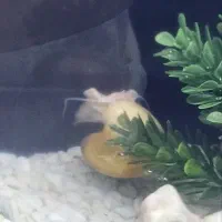 اکواریوم شیشه خم ارتفاع 40 طول 50|ماهی|پرند, فاز ۴|دیوار