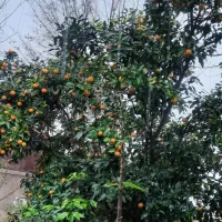 نارنج دیروز چیده شده