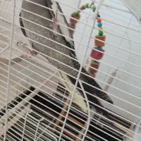 عروس هلندی|پرنده|باغستان, |دیوار