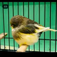 قناری گلاستر