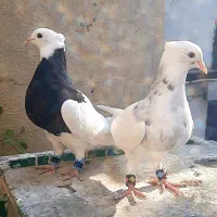 فروش چند جفت طوقی جوانه|پرنده|یاسوج, |دیوار