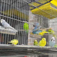 واگذاری چند مرغ عشق به صورت جفتی