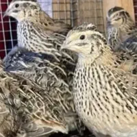 تخم بلدرچین نطفه دار و خوراکی تازه