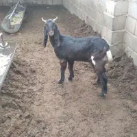 یک عدد بزغاله ماده اصیل