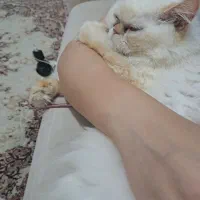 پرشین ماده سفید