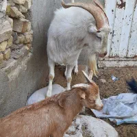 نر بز اصل سانن