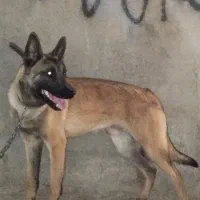 سگ مالینیوز پلیسی اصل