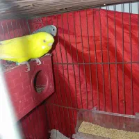 فروشی|پرنده|سیرجان, |دیوار