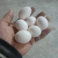 تخم کبوتر تازه ودرشت