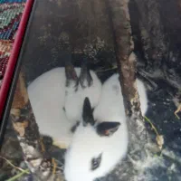 دوتا بچه خرگوش خوشگل